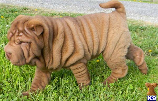 Puppies in TN